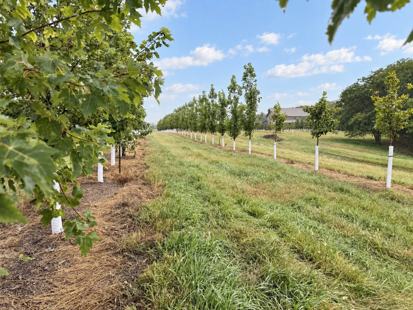Rows of young trees at Capital Ridge Tree Farm, with the barn beyond