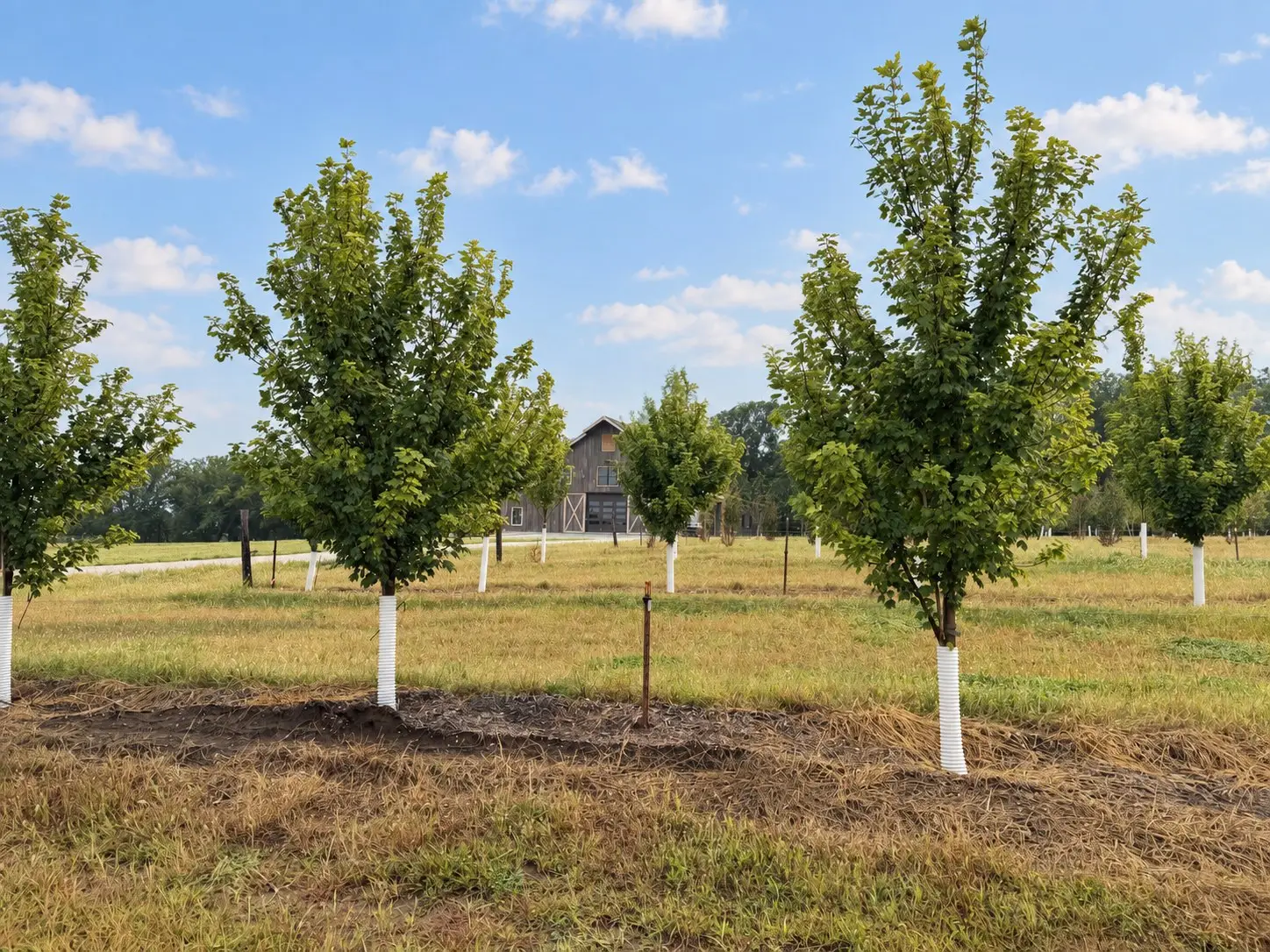 Looking down the tree rows toward the barn at Capital Ridge