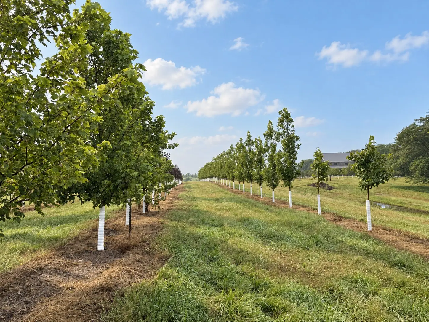 The rows running back toward the barn at Capital Ridge