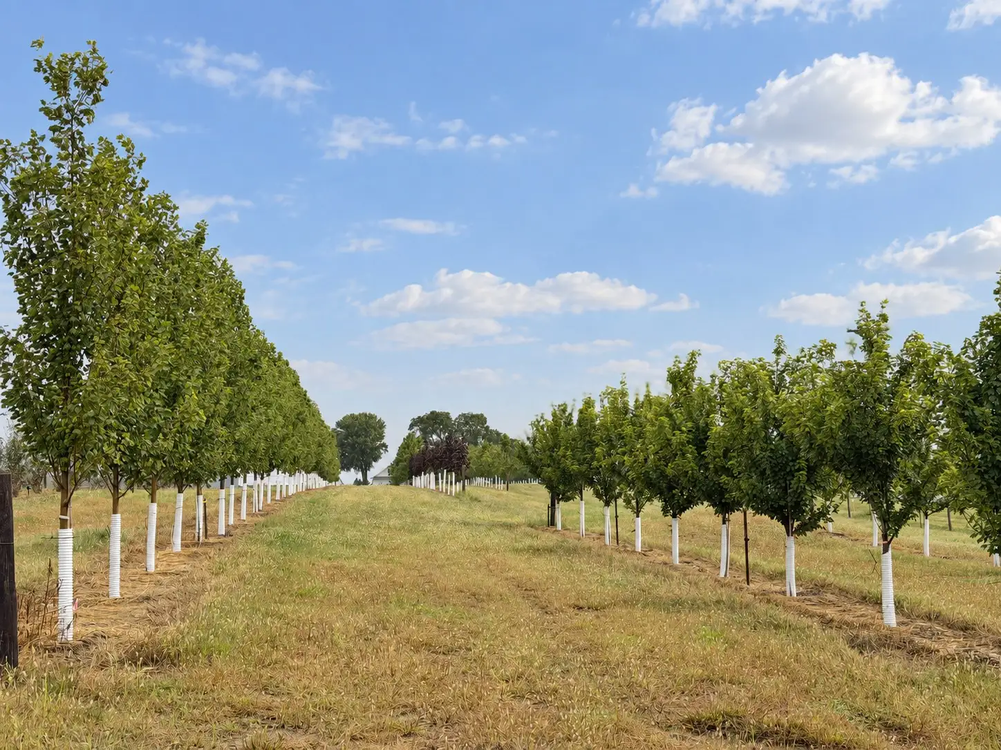 Open rows of young trees running toward the treeline at Capital Ridge